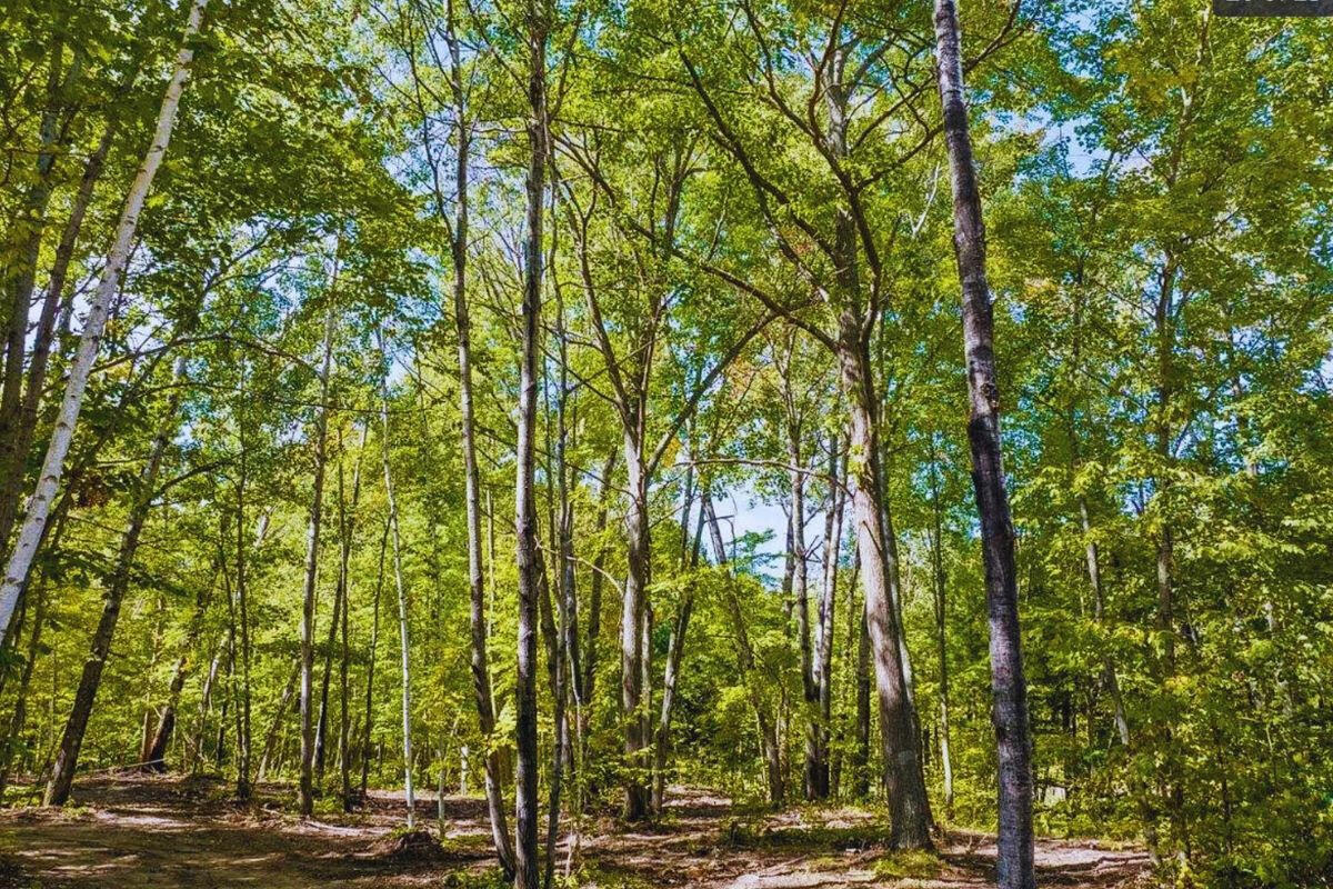 Diamond Drive #1 - Diamond Dr. Cushing, MN