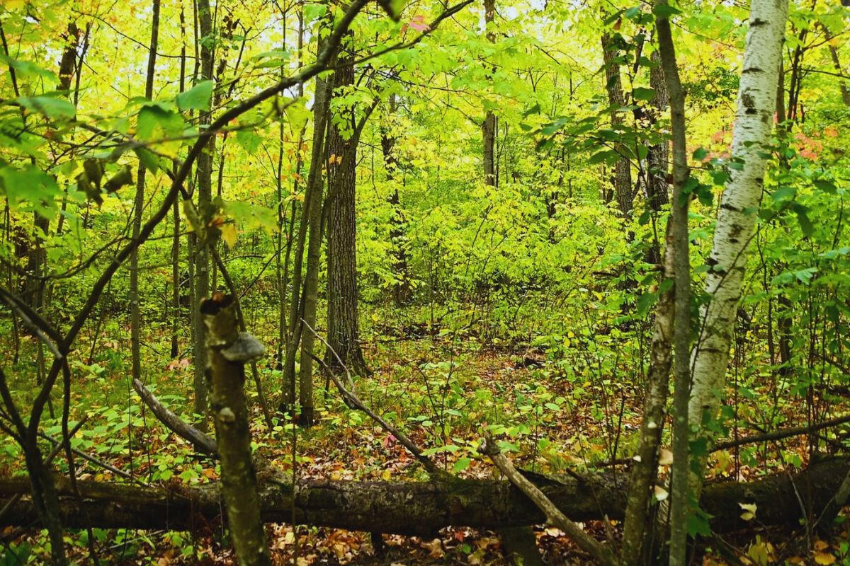 Diamond Drive #1 - Diamond Dr. Cushing, MN